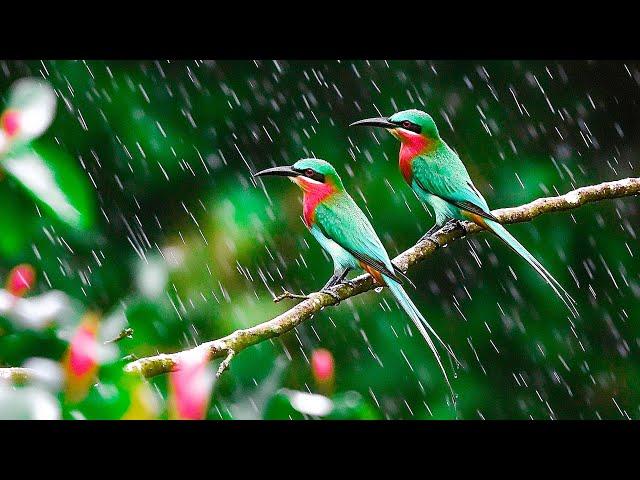 Piano music with Rainfall and Chirping Birds ️️️ Relaxing melodies to quiet the mind