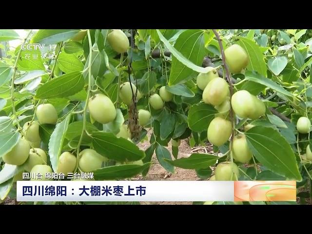 [中国三农报道]夏色收 秋声动 农作物开始成熟结果|农业致富经 Agriculture And Farming