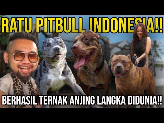 RATU PITBULL INDONESIA!! BERHASIL TERNAK 4NJ1NG LANGKA DIDUNIA!! BLESS BULLS KENNEL #KINGOFTHEJUNGLE