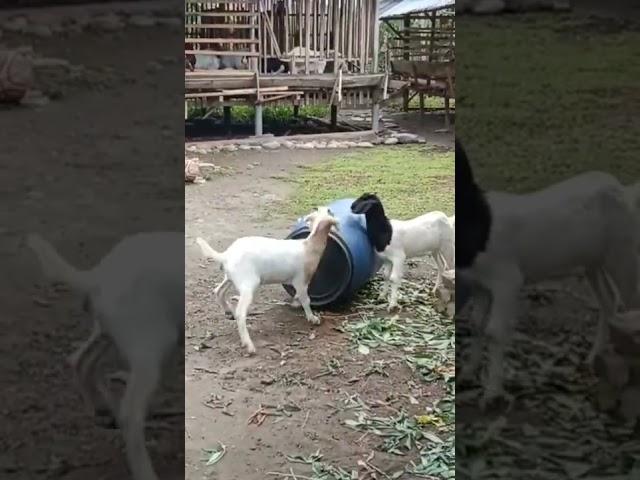 Two goats learn to play attraction