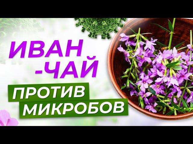 ИВАН-ЧАЙ ПРОТИВ МИКРОБОВ! ПРИРОДНЫЙ АНТИБИОТИК