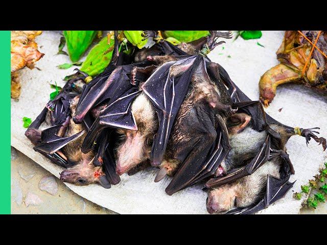 BAT SOUP in Indonesia!! (First Time, Last Time)