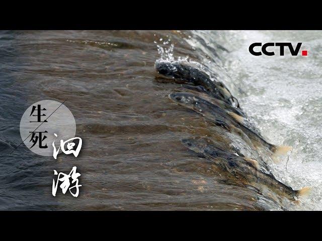 《生死洄游》一趟面临着生死考验的艰苦跋涉 | CCTV纪录