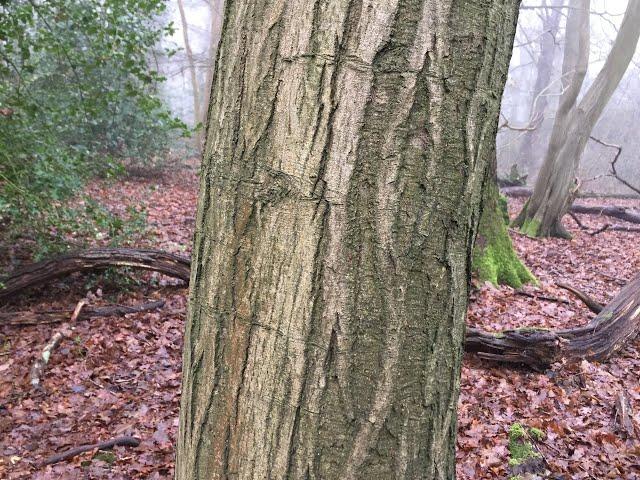 Lockdown in London day 8: Hornbeam (Carpinus betulus)