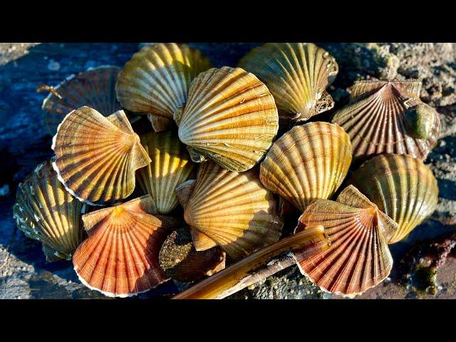 Coastal Foraging - Scallops, Crabs, Clams and Rescuing BABY SHARKS | The Fish Locker