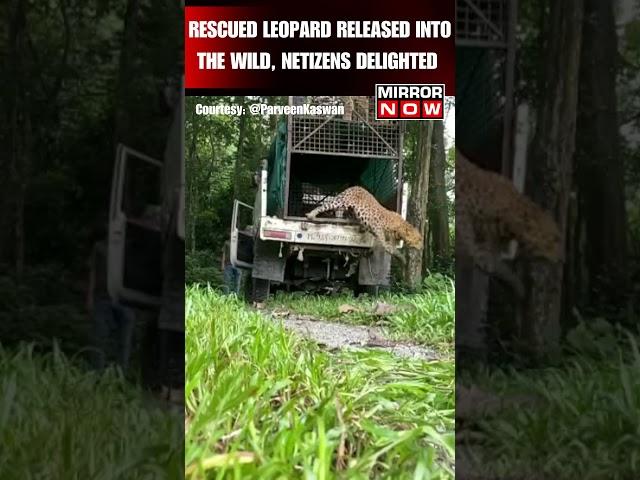 Viral Video | Rescued Leopard Released Into The Wild By Forest Officials #shortsfeed