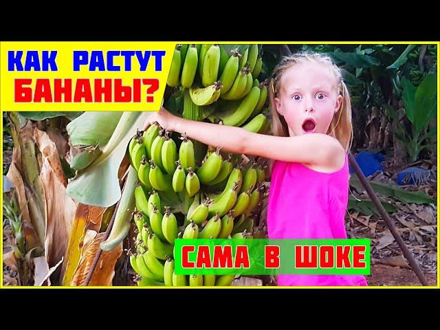Do you know how to grow bananas? Video VLOG for KIDS