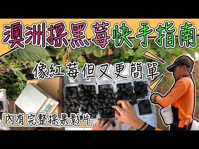 澳洲採黑莓｜簡單易上手的高經濟作物 適合新包們的農場工作，Teaching｜blackberry picking in Australia