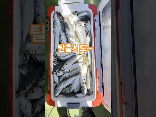 #낙시 #탈출 #때는이때다 #fishing  #빠삐용의 후예들^^