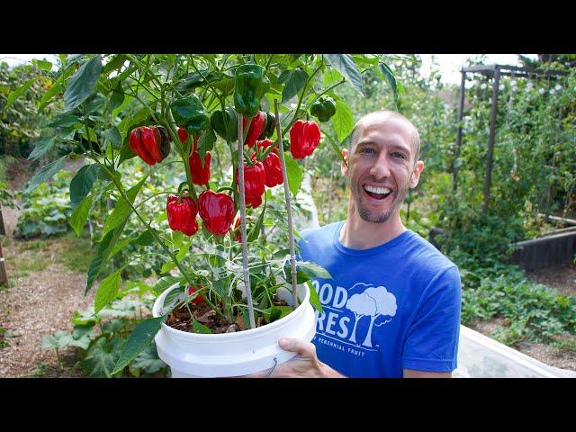 How to Grow Peppers in Containers, Complete Growing Guide