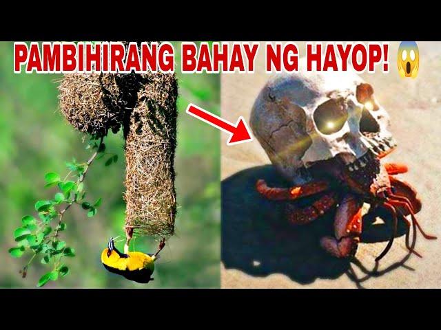 Kakaibang Bahay na GAWA ng HAYOP: WEIRD ANIMAL HOUSES IN THE WORLD!