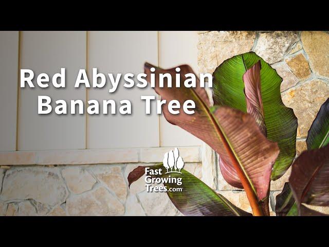 Red Abyssinian Banana Tree | FastGrowingTrees.com