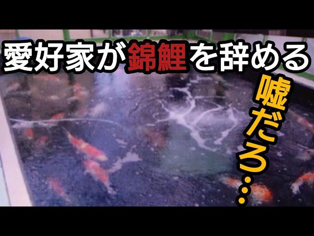 ３０㌧錦鯉池のベテラン【錦鯉飼育を辞める】何故ですか？　#錦鯉  #アクアリウム　#池作り　#日本エコル　 #燃料値上げ　#高騰