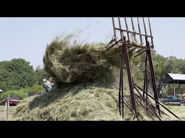 Horse Drawn Loose Haying with an Overshot Stacker