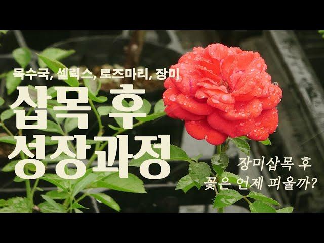 삽목 후 성장과정을 담은 6개월간의 삽목성장일지 : 목수국, 셀릭스, 로즈마리, 장미