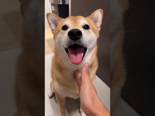 Kylo the Shiba gets BRUTALLY betrayed