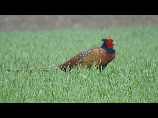 Jagdfasan / Common Pheasant / Phasianus colchicus