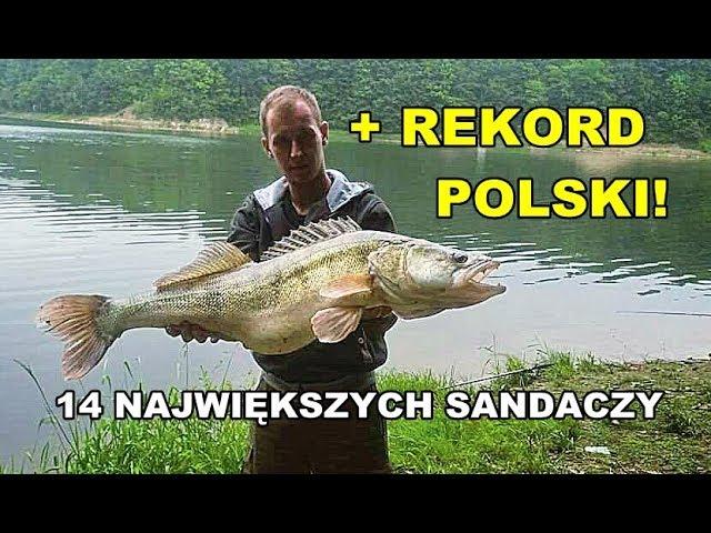 Sandacz rekord Polski + 14 największych sandaczy z zeszłego sezonu według WW