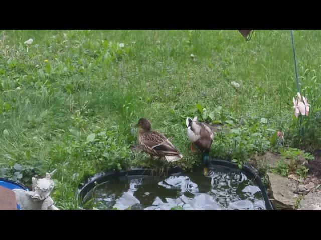 Ducks