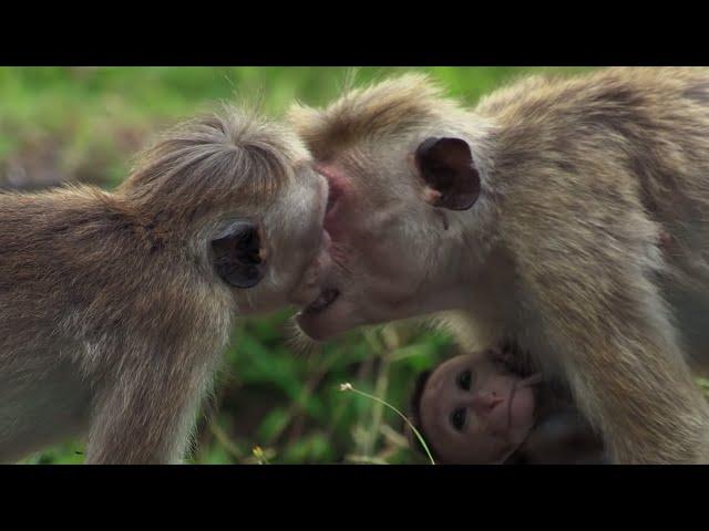 Baby Macaque Bullied | BBC Earth