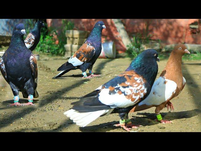 champion pigeon-کفتر های قهرمان | beautiful fancy pigeons collection | کفتر را با موتر تبدیل نمیکنم