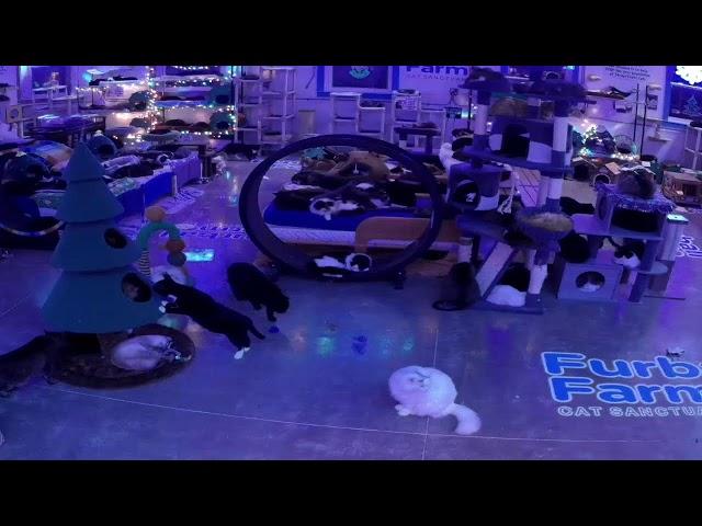 Furball Farm Cat Sanctuary 24/7  Live Stream