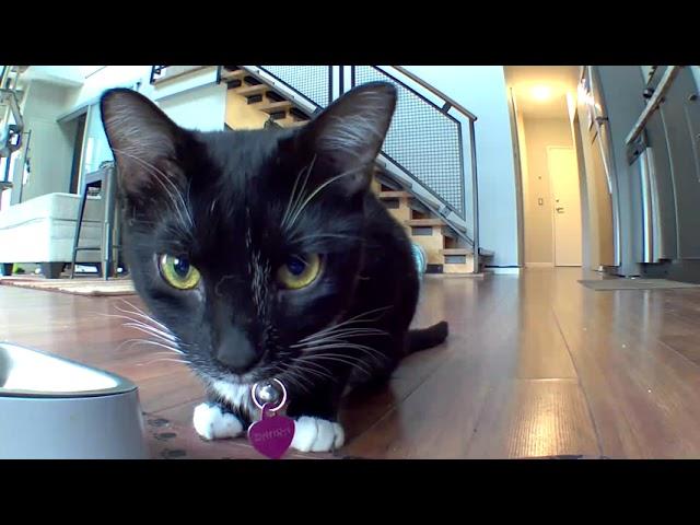 Cat excited about automatic feeder