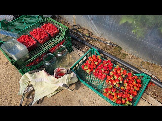 Сбор ягод малины, как это делаем мы.