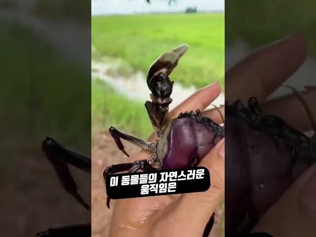 논에서 ‘게‘ 수백마리를 키우는 이유ㅋㅋ