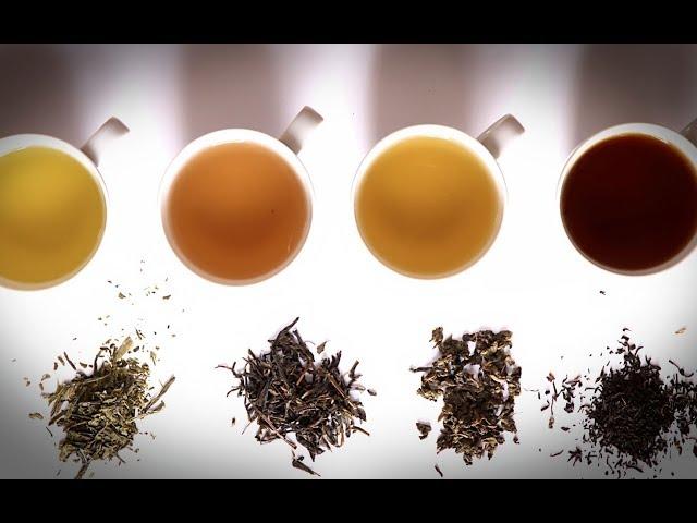 【动历史】绿茶白茶红茶黑茶…那么多种类的茶，竟然都是意外产物？