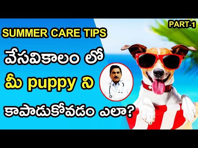 Dog Summer Care Tips || మీ కుక్క నివేసవికాలం నుంచి  ఇలా కాపాడుకోండి || keeping dogs cool in summer