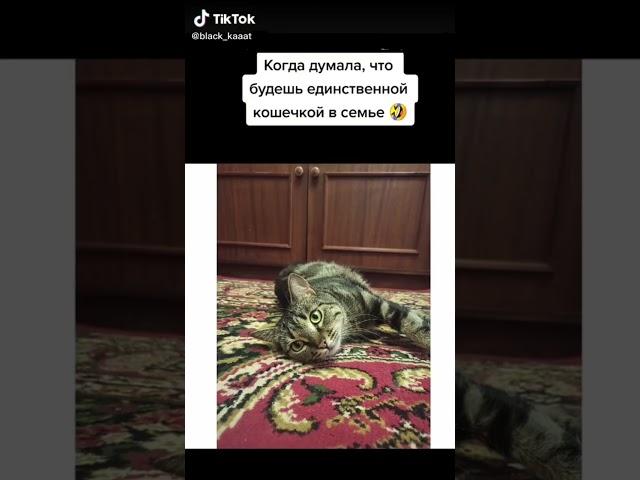 Когда думала, что будешь единственной кошечкой в семье Любви хватает на всех ️