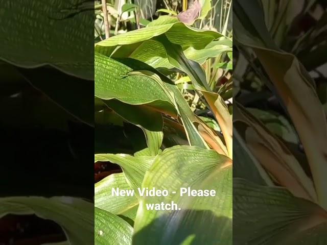 Orange Spider Plant #gardening #orangespiderplant #mandarinspiderplant #gardener #gardenerworld