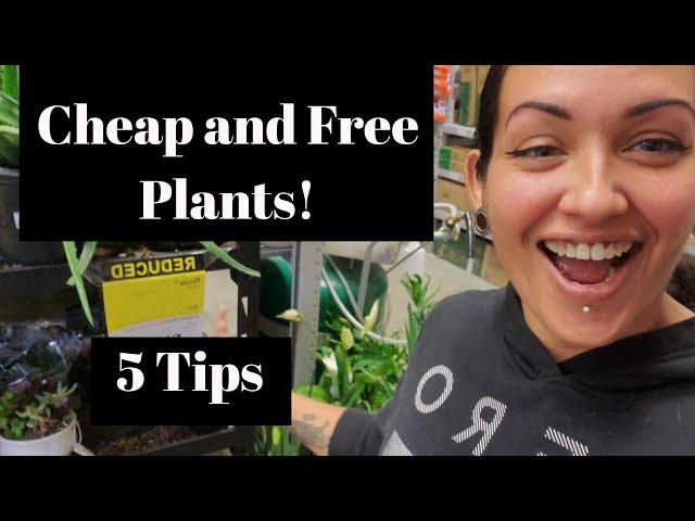 $5 or LESS l How to get Cheap and Free plants on a budget l + bonus tip