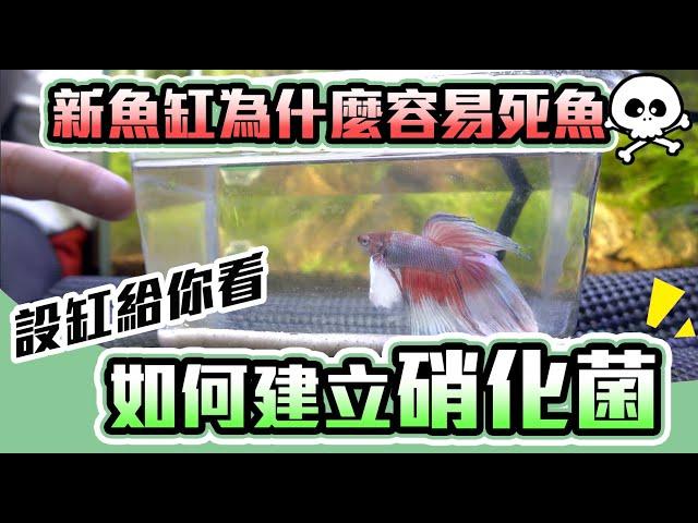 養魚前要準備什麼？新設缸的幾個觀念－實測分享｜how to set up an fish tank Aquarium