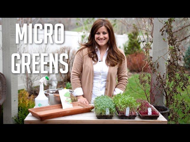 How to Grow Microgreens