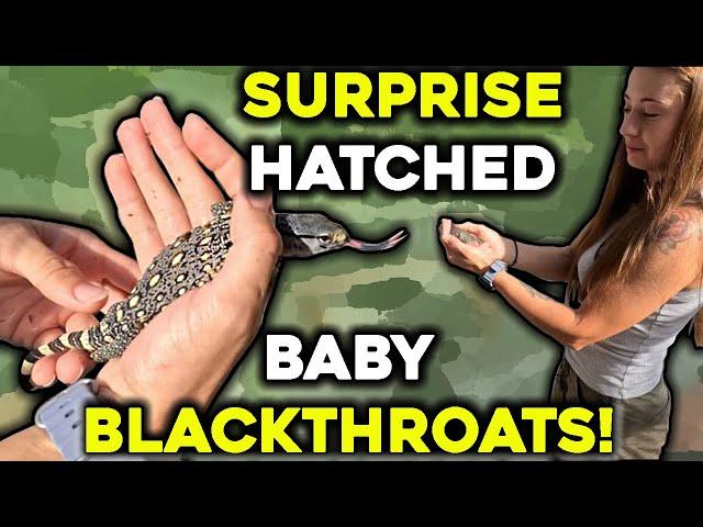 Surprise Hatchlings: Introducing Our Baby Blackthroat Monitors!