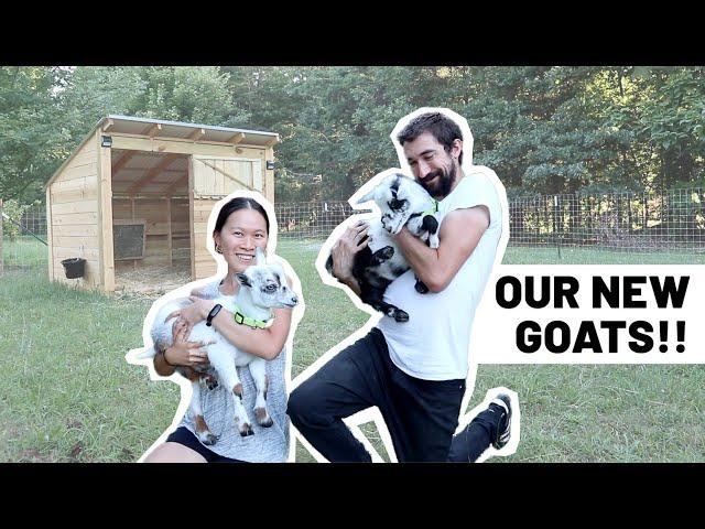 Bringing our new Nigerian Dwarf Goats HOME!! Grounded Haven (homestead vlog)