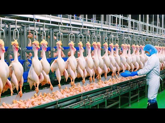 How American Farmers Harvest 20.8 Million Tons Of Chicken Meat | Farming Documentary