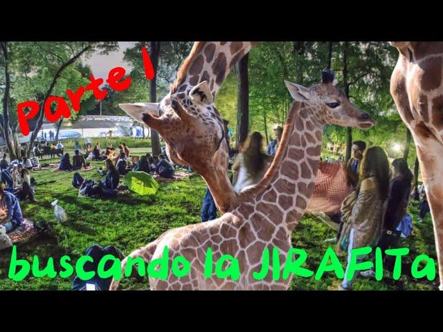 En busca de la Jirafita  parte 1 @Mexeople #zoologicoaragon  #aventura #zooanimals #entertainment