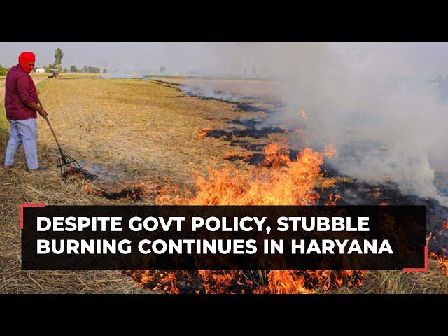 Despite govt policy, stubble burning continues in Haryana; farmers say no option left