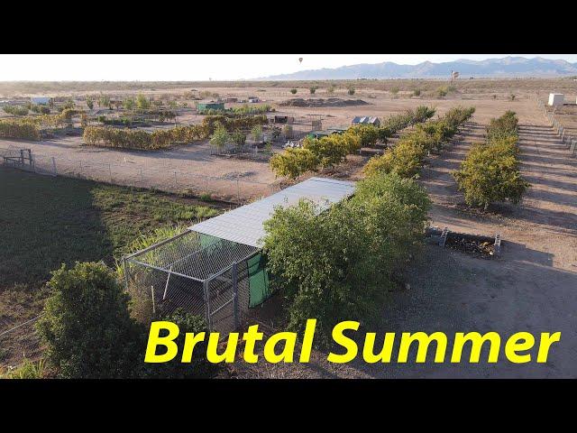 A Desert Farm After Record Heat | What Did We Lose? | September Farm Tour