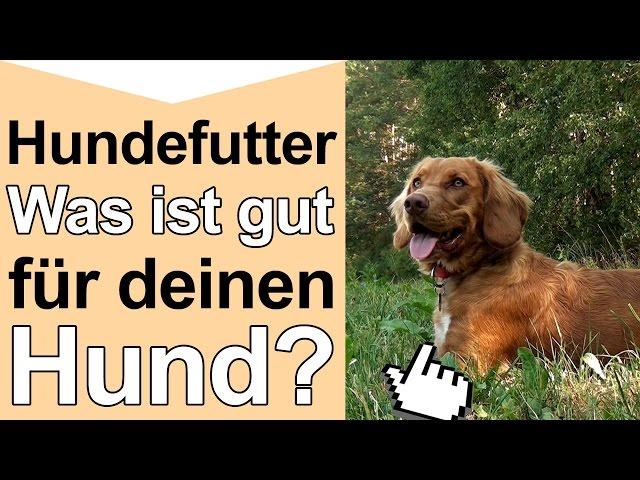 Hundefutter - Was ist gutes hochwertiges Hundefutter und artgerechte Hundenahrung für deinen Hund?