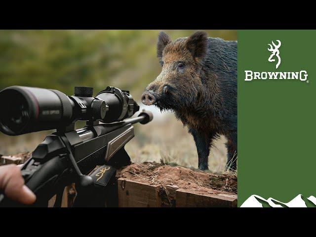 Hunting monster boar in Scotland