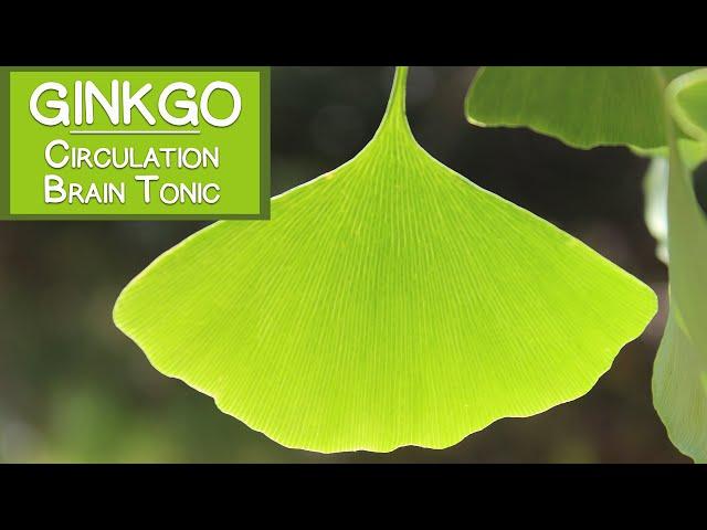 Ginkgo Biloba Leaf, Circulatory Stimulant and Brain Tonic