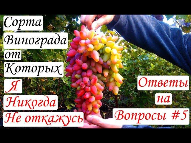 Сорта винограда, от которых я никогда не откажусь. Ответы на вопросы #5