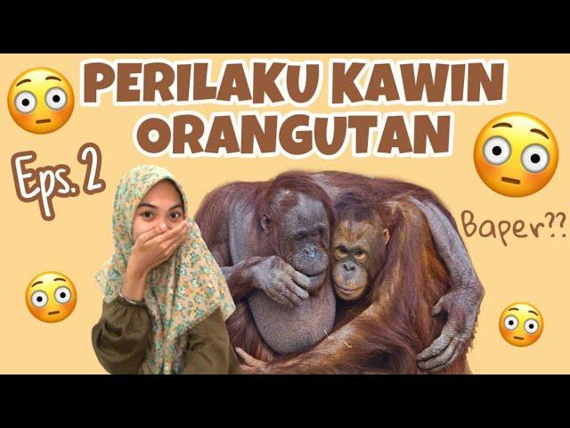 PERILAKU KAWIN ORANGUTAN