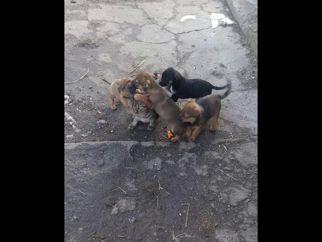 КОТОПАП добрый но строгий!