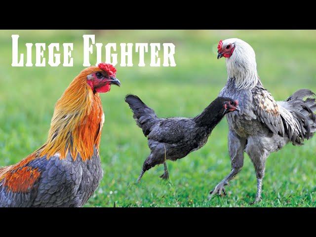 All about the Liege Fighter: the gentle giant of chickens