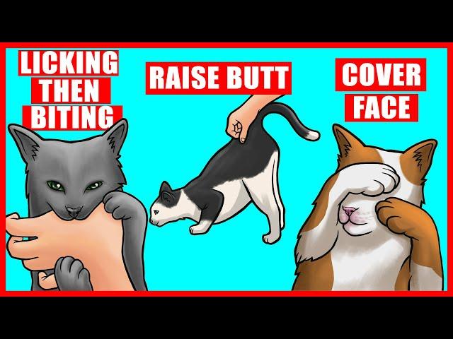 Real Meanings Behind 9 Strange Cat Behaviors Explained